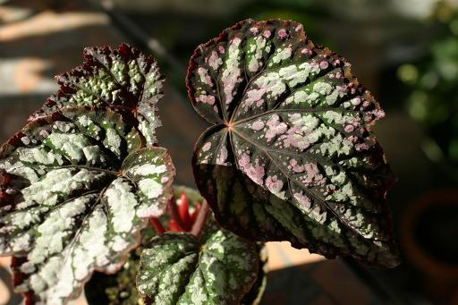 B. ‘Tommy Bolin’